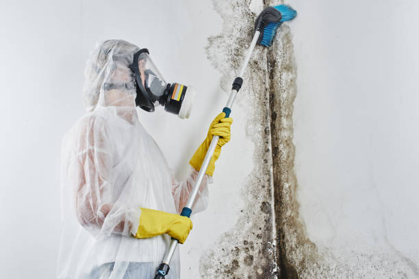 Best DIY Mold Remediation Support Services in St George, KS