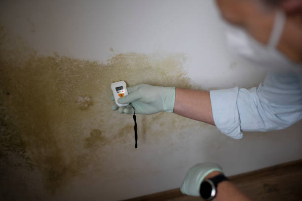 Best Localized Mold Remediation (e.g., coastal areas, humid climates) in St George, KS