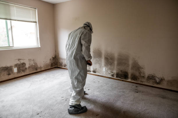 Trusted St George, KS Mold Remediation Experts