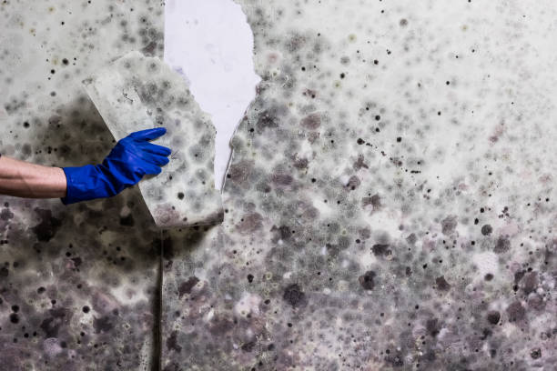 Best Emergency Mold Remediation in St George, KS